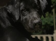 Labrador (cütləşdirmək üçün)