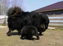 Tibet mastifi