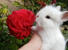 Dekorativ dovşanlar