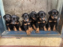 Doberman