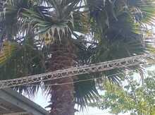 Palma ağacları