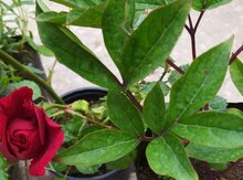 Красная плетистая роза