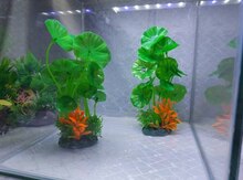 Akvarium bitkisi