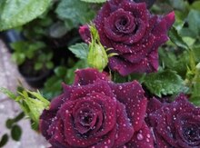 Черная бархатная роза кустовая