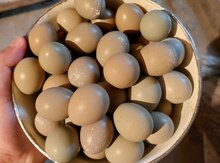 Mayalı qırqovul yumurtası