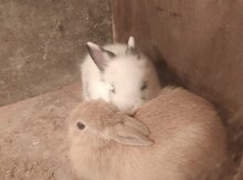 Karlik dovşanları
