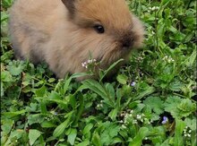 Karlik dovşan 