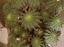 Kaktus Herba 