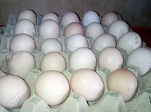 Mayalı brama yumurtaları 
