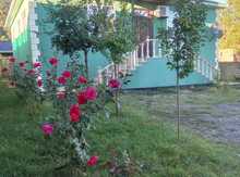 Villa kirayə verilir, Qəbələ ş.