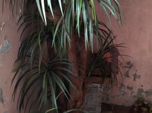 Süni palma ağacı