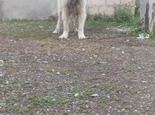 Qafqaz ovçarkası