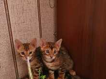 Бенгальские котята