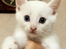 Белый котенок Турецкая ангора