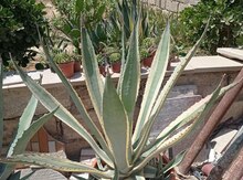 Kaktus Agava