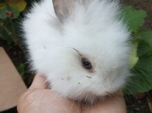 Karlik dovşan