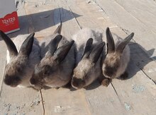 Siam dovşanları