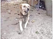 Labrador Retriver etibarlı əllərə verilir