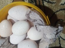 Mayalı hinduşka yumurtası