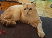 Şotland pişiyi (cütləşdirmək üçün)