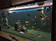 Akvarium və balıqlar