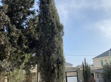 Şam ağacı "Kiparis"