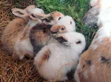 Karlik dovşanlar