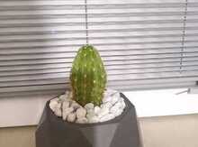 Echinopsis (Kaktus)