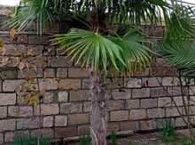 Palma ağacları 