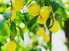 Limon ağacları