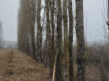 Çınar ağacları 