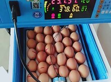 İnkubator 