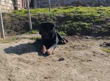 Rotveyler (cütləşdirmək üçün)