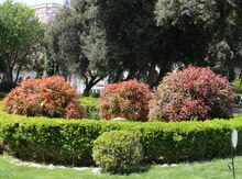Yaşıllaşdırma işləri