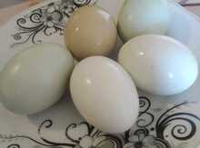 Amerakuana yumurtası