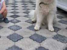 Samoyed