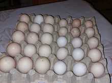 Dekorativ quşların yumurtaları 