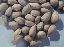 Badam