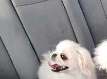 Pekines itib