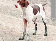 Pointer itib