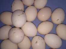 Yumurta 