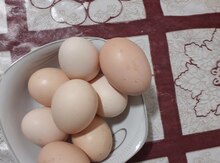 Maştağa həyət yumurtası 