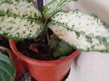 Uqlanema