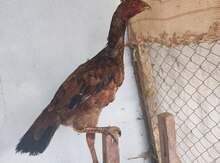 Heyratı xoruzu