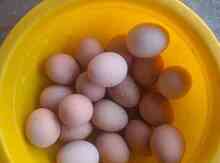 Avstrolop yumurtası
