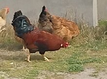 Toyuqlar