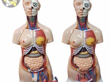 Tibbi anatomik insan bədəni
