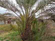 Palma ağacı 