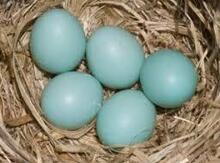 Mavi toyuq yumurtaları