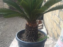 Sekas
